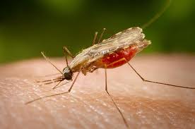 Malaria - Dengue - Neem - Plan Verde e.v.